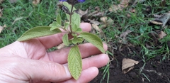 Salvia bogotensis