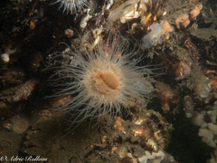 Sagartiogeton undatus