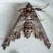 Dark Marathyssa Moth - Photo (c) robertdifruscia, some rights reserved (CC BY-NC)