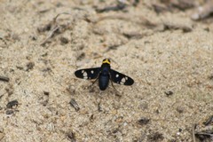Hyperalonia morio morio