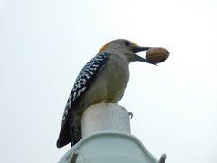 Melanerpes aurifrons