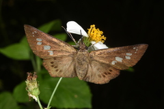 Seseria formosana
