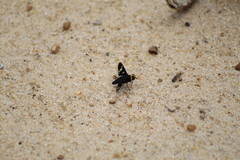 Hyperalonia morio morio