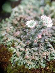 Cladonia pocillum