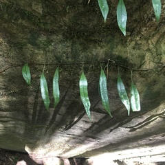 Lemmaphyllum rostratum