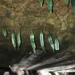 Lemmaphyllum rostratum