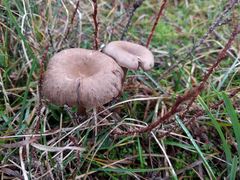 Clitocybe barbularum