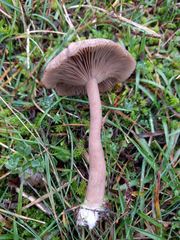 Clitocybe barbularum