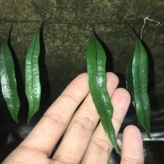 Lemmaphyllum rostratum