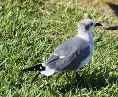 Leucophaeus atricilla