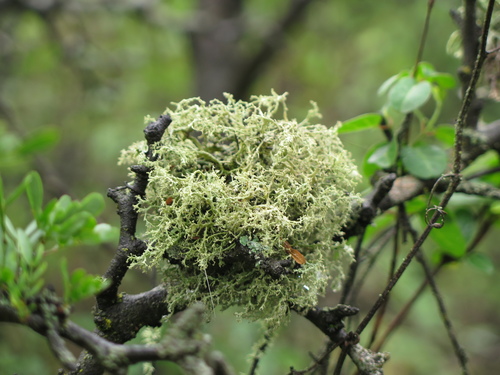 Quipu Lichen