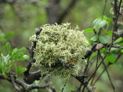 Ramalina peruviana