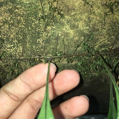 Lemmaphyllum rostratum