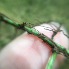 Lemmaphyllum rostratum