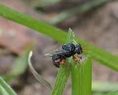 Sericophorus