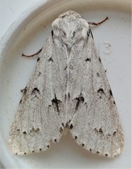 Acronicta vulpina