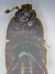 Carpophilus hemipterus