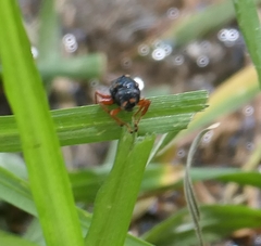 Sericophorus