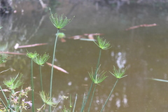 Cyperus haspan