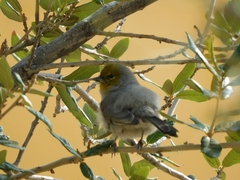 Auriparus flaviceps