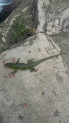 Stenocercus trachycephalus