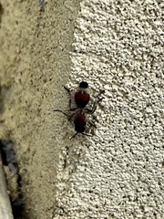 Dasymutilla militaris