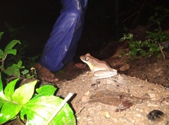 Odorrana hosii