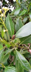 Metcalfiella