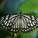 Papilio clytia clytia - Photo (c) Sayan Sanyal, algunos derechos reservados (CC BY-SA)