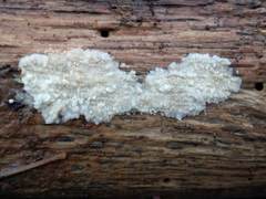 Radulomyces confluens