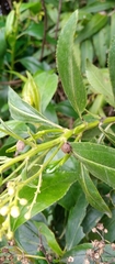 Metcalfiella