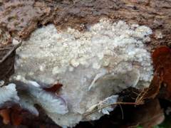 Radulomyces confluens