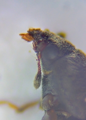 Carpophilus hemipterus