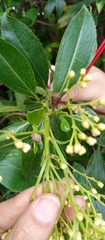 Metcalfiella
