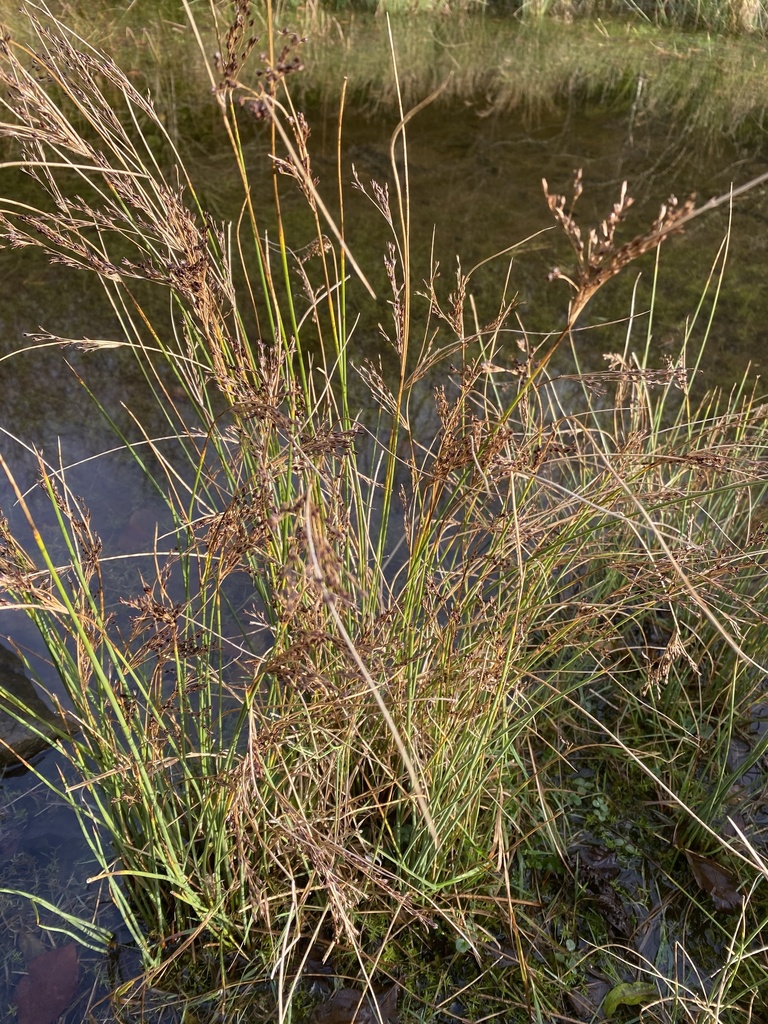 River Rushes Uk Rushes from Alder Road, North Shields, England, GB on December 4, 2021 ...