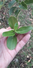 Ageratina tinifolia