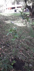 Ageratina tinifolia