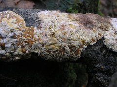 Sphaerostilbella berkeleyana