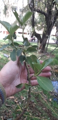 Ageratina tinifolia