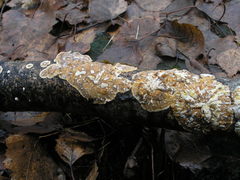 Sphaerostilbella berkeleyana