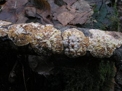 Sphaerostilbella berkeleyana