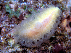 Tritoniopsis