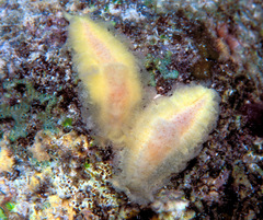 Tritoniopsis