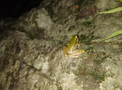Odorrana hosii