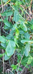Lonicera implexa