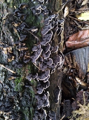 Coriolopsis caperata