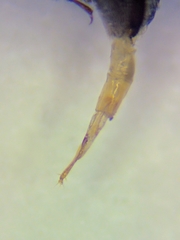 Carpophilus hemipterus