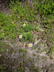 Erigeron procumbens