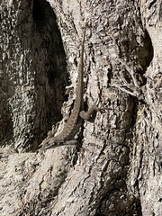 Sceloporus occidentalis