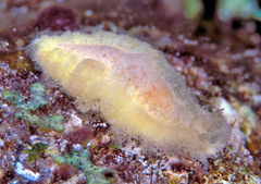 Tritoniopsis